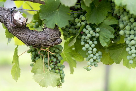 Thistle Hill Guesthouse - Walk To Many Wineries And Restaurants - Geraldton Accommodation 44