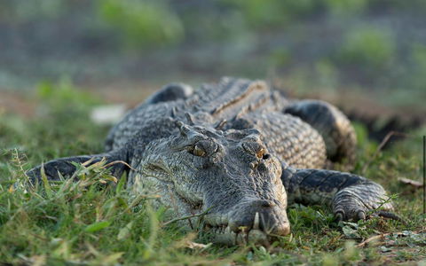 Wildman Wilderness Lodge - Geraldton Accommodation 24