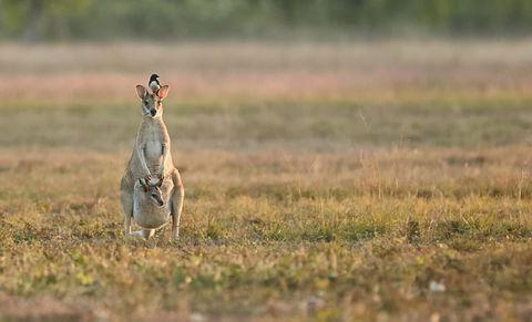 Wildman Wilderness Lodge - Geraldton Accommodation 25