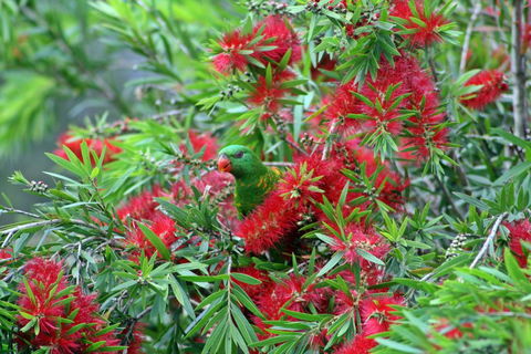 Bottlebrush B & B - Geraldton Accommodation 0
