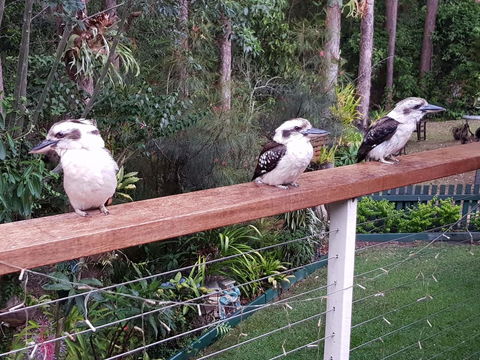 Buderim Forest Hideaway - Geraldton Accommodation 1