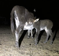 Donkey Tales Farm Cottages - Geraldton Accommodation