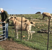 Gilgraves Vineyard Farmstay - Geraldton Accommodation