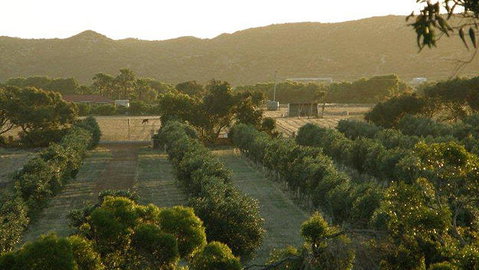 Bentwood Olive Grove Accommodation - Geraldton Accommodation 20