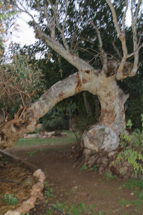 Bentwood Olive Grove Accommodation - Geraldton Accommodation 22