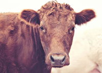 Book Weetulta Accommodation Vacations Geraldton Accommodation Geraldton Accommodation