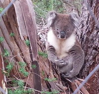 Stringybark Hills Retreat - Geraldton Accommodation