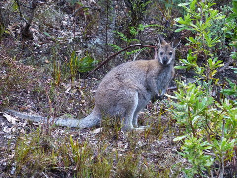 Eagles Rise Tasmania - Geraldton Accommodation 11