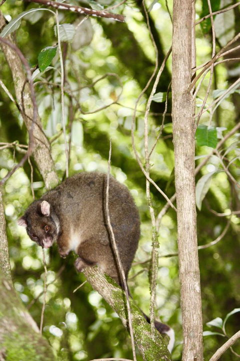 Lemonthyme Wilderness Retreat - Geraldton Accommodation 26