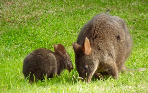 Eden Orchard & Farmstay - Geraldton Accommodation 31