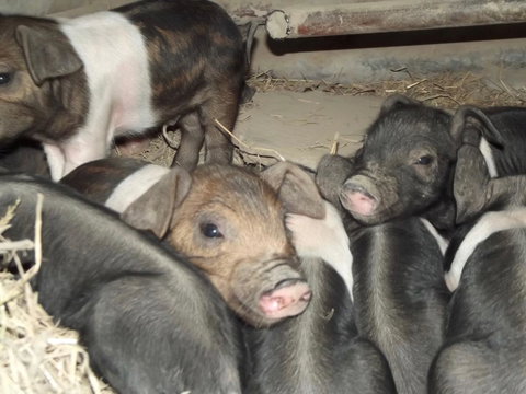 Eden Orchard & Farmstay - Geraldton Accommodation 36