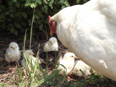 Eden Orchard & Farmstay - Geraldton Accommodation 27