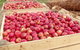 Eden Orchard & Farmstay - thumb 33