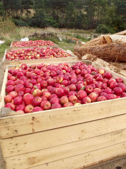 Eden Orchard & Farmstay - Geraldton Accommodation 33