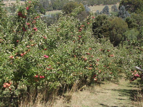 Eden Orchard & Farmstay - Geraldton Accommodation 26