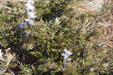 Shady Brook Cottages - Geraldton Accommodation 3
