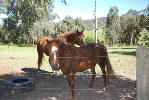 Bluegum Ridge Cottages - Geraldton Accommodation 34