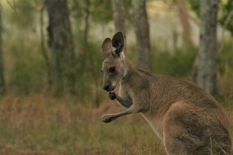 Lake Weyba Noosa Lodge & Kangaroos - Geraldton Accommodation 43