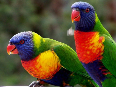 Lake Weyba Noosa Lodge & Kangaroos - Geraldton Accommodation 12