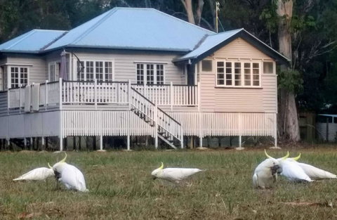 Lake Weyba Noosa Lodge & Kangaroos - Geraldton Accommodation 20
