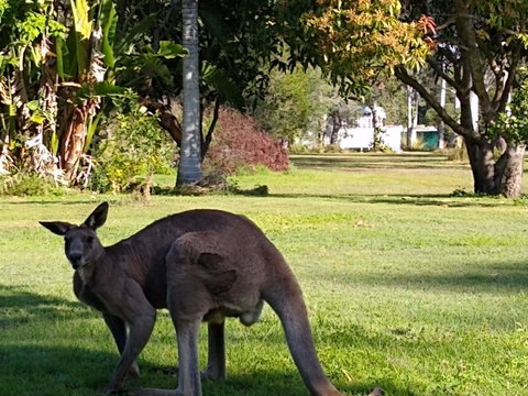 Lake Weyba Noosa Lodge & Kangaroos - Geraldton Accommodation 24