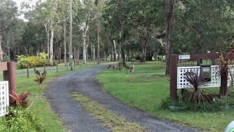 Lake Weyba Noosa Lodge & Kangaroos - Geraldton Accommodation 42