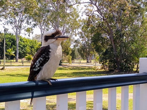 Lake Weyba Noosa Lodge & Kangaroos - Geraldton Accommodation 18