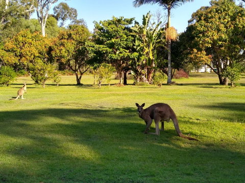Lake Weyba Noosa Lodge & Kangaroos - Geraldton Accommodation 8