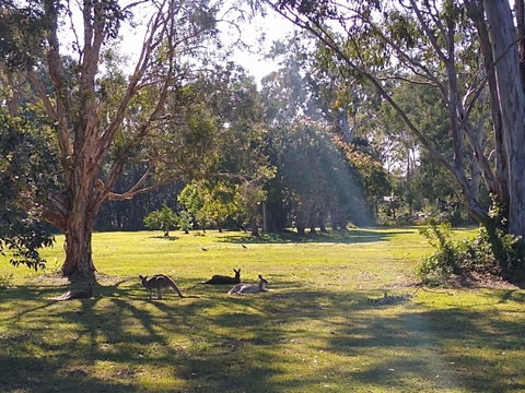 Lake Weyba Noosa Lodge & Kangaroos - Geraldton Accommodation 4