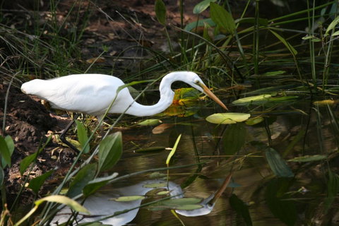 Lake Weyba Noosa Lodge & Kangaroos - Geraldton Accommodation 33