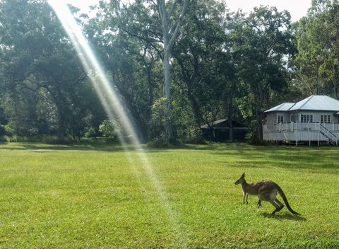 Lake Weyba Noosa Lodge & Kangaroos - Geraldton Accommodation 26