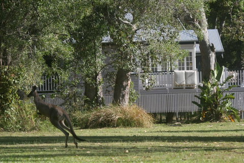 Lake Weyba Noosa Lodge & Kangaroos - Geraldton Accommodation 31