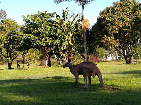 Lake Weyba Noosa Lodge & Kangaroos - Geraldton Accommodation 35
