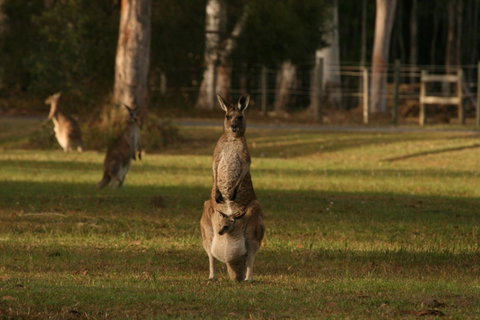 Lake Weyba Noosa Lodge & Kangaroos - Geraldton Accommodation 16