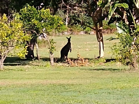 Lake Weyba Noosa Lodge & Kangaroos - Geraldton Accommodation 29