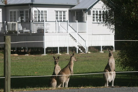 Lake Weyba Noosa Lodge & Kangaroos - Geraldton Accommodation 28