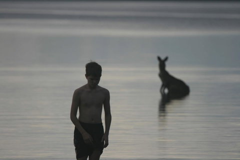 Lake Weyba Noosa Lodge & Kangaroos - Geraldton Accommodation 37