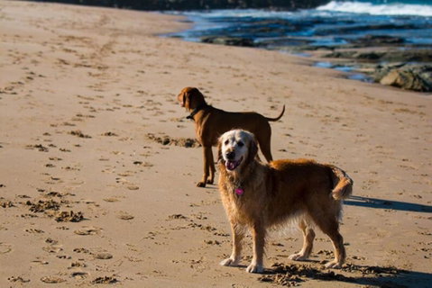 Bay Retreat Apollo Bay - Dog Friendly - Wifi - Geraldton Accommodation 4