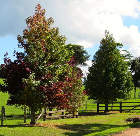 Maleny Springs Farm - Geraldton Accommodation 26