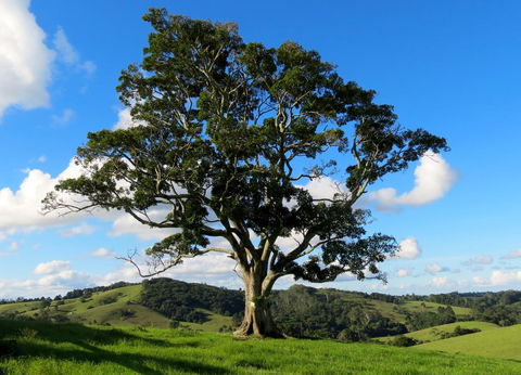 Maleny Springs Farm - Geraldton Accommodation 32
