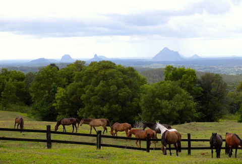 Maleny Springs Farm - Geraldton Accommodation 39