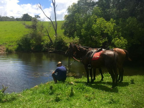Maleny Springs Farm - Geraldton Accommodation 36