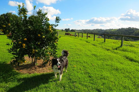 Maleny Springs Farm - Geraldton Accommodation 31