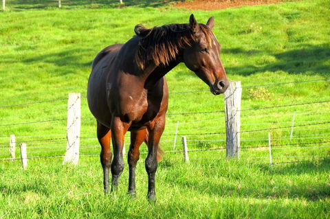 Maleny Springs Farm - Geraldton Accommodation 27