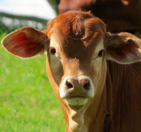 Maleny Springs Farm - Geraldton Accommodation 9