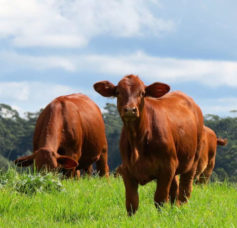 Maleny Springs Farm - Geraldton Accommodation 24