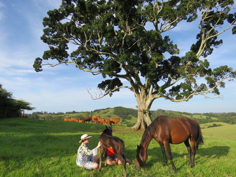 Maleny Springs Farm - Geraldton Accommodation 5