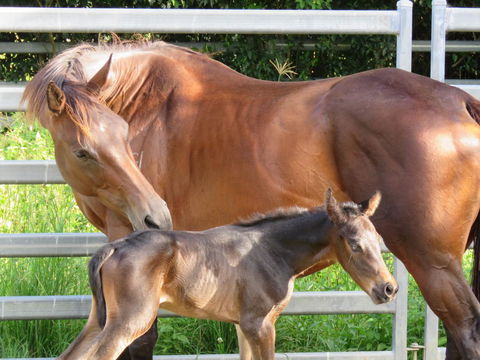 Maleny Springs Farm - Geraldton Accommodation 18