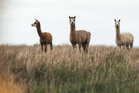 Bella Views By Tiny Away - Geraldton Accommodation 1