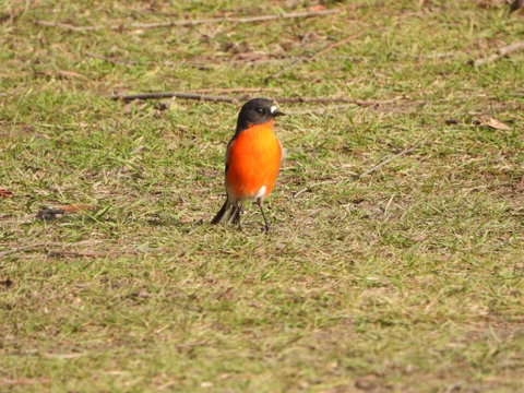 Gulkula2 Wildlife Retreat - Geraldton Accommodation 1
